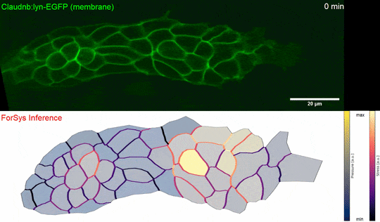 ForSys: non-invasive force inference from tissue videomicroscopy